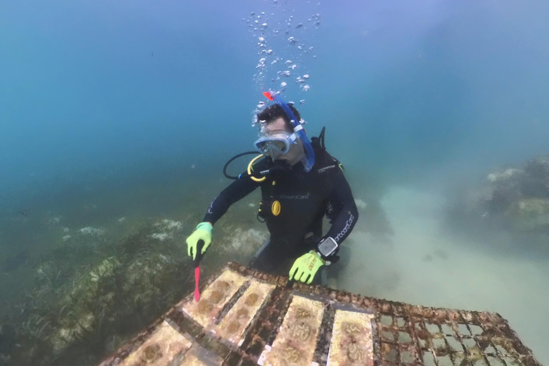 Jon Slator, Chief Product Officer at Starboard Card, volunteering at the coral nursery.